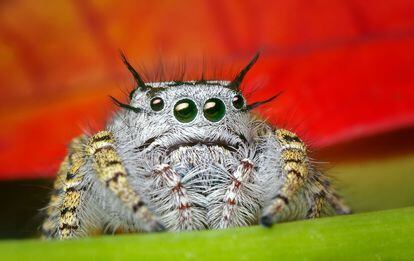 Los ojos de una 'Phidippus mystaceus', una araña saltadora.
