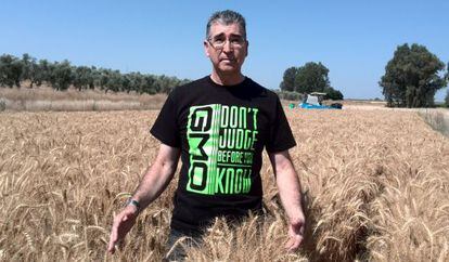 Francisco Barro, en un campo con trigo transgénico apto para celiacos.