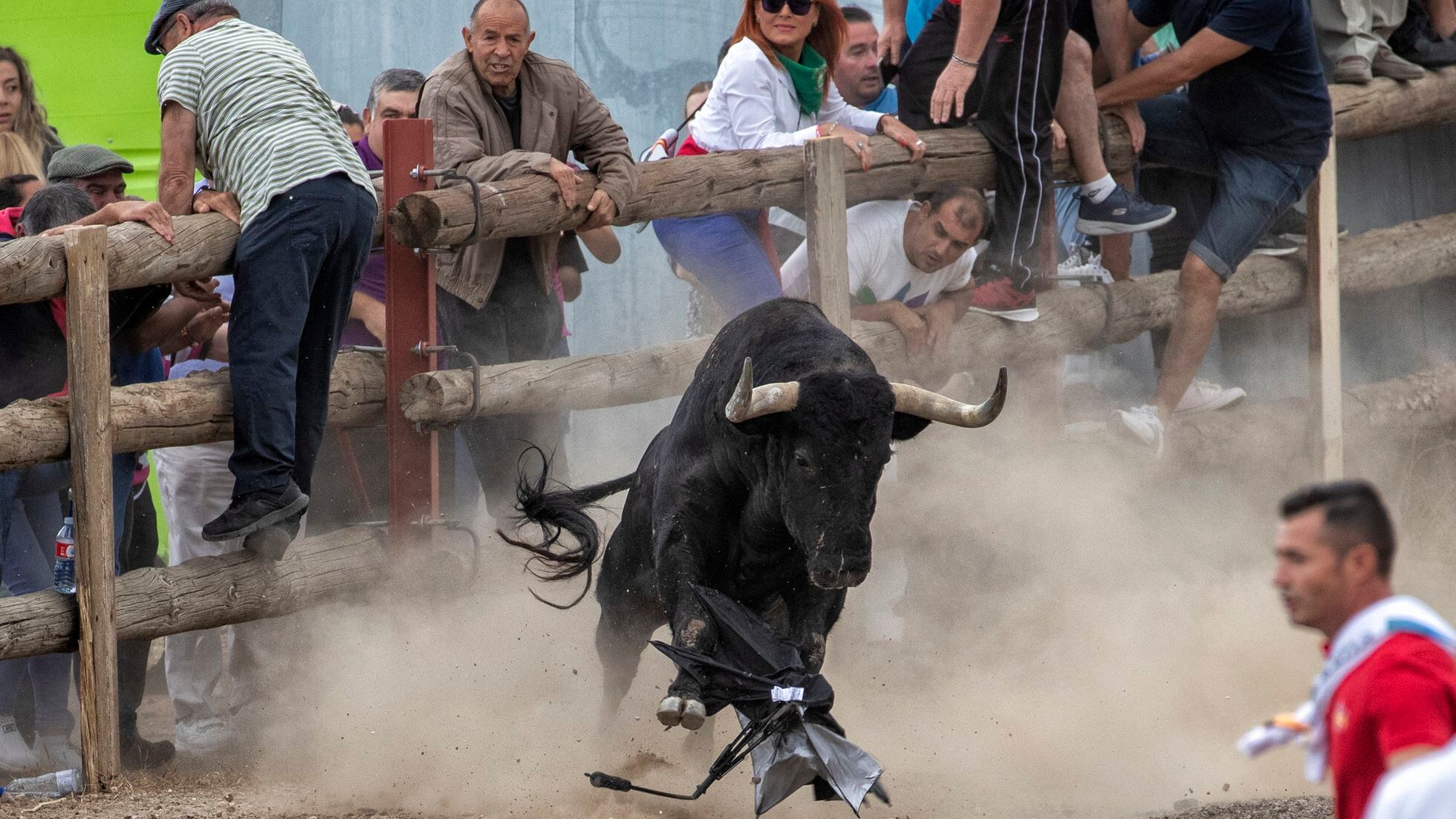 Tordesillas vuelve a celebrar el Toro de la Vega sin herir al animal en su  recorrido por el pueblo | Clima y Medio Ambiente | EL PAÍS