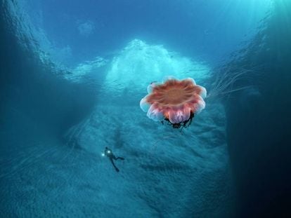 Una medusa ártica gigante ('Cyanea capillata') en aguas de Groenlandia.