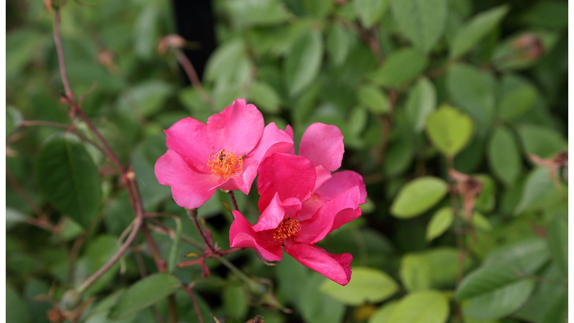 La rosa 'Mutabilis', el misterio de una flor que cambia de color | Estilo  de vida | EL PAÍS