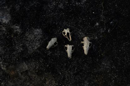 Restos óseos de animales a las orillas del delta del Paraná. 
