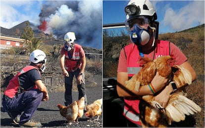 El vulcanólogo Rubén López, del IGN, recoge unas gallinas abandonadas cerca de la lava en La Palma.