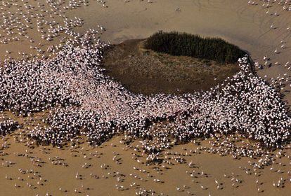 Colonia de reproducci&oacute;n de flamencos en Do&ntilde;ana.