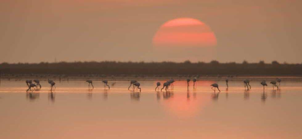 Colonia de flamencos en el delta del Ebro.