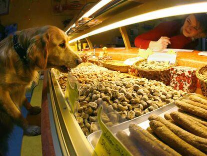 Un labrador se encarama al mostrador de una pastelería para perros en Alemania.