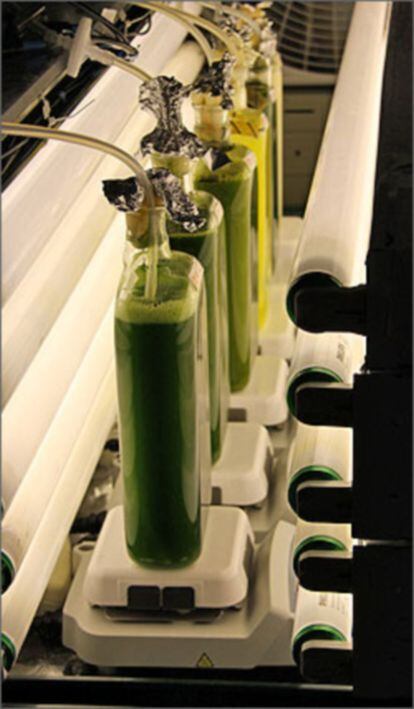 Cultivo de algas bajo luz fluorescente en el Laboratorio Nacional de Energía Renovable (EE UU)