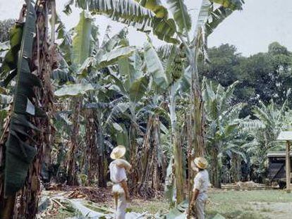 Plantación de bananas de la United Fruit en Tiquisate (Guatemala), en 1945. 