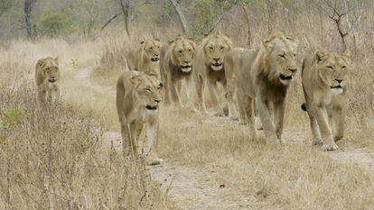 Una manada de leones del Parque Nacional Kruger (Sudáfrica), en una imagen de archivo.
