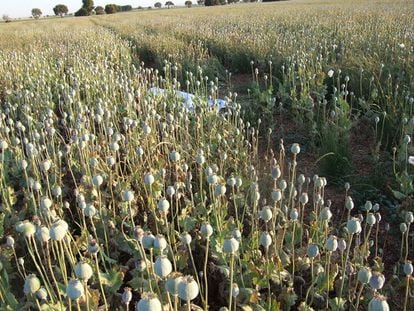 Le corps de Pasquale, un producteur de pavot italien de 32 ans décédé après avoir ingéré de l'opium dans une culture légale à Alcaliber à Albacete en 2009.