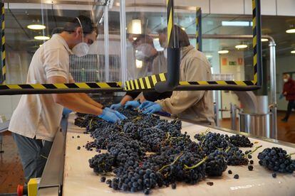 Mesa de selección de uva en Bodegas Vega Sicilia.
