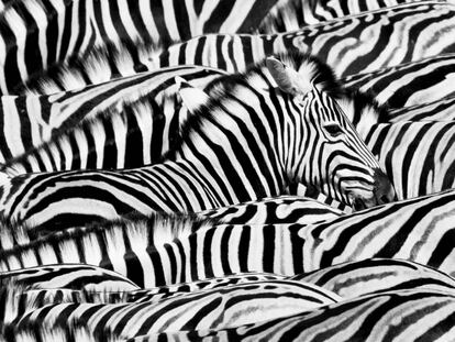 Una selección de las imágenes que compiten por el premio del público en el Wildlife Photographer of the Year 2022