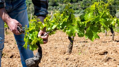 'Podcast' | Personas que conocen los secretos de los nuevos vinos. Buena Huella, el proyecto de los que piensan diferente