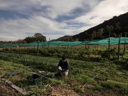 Huerto con agricultura regenerativa, que mejora la retención de carbono del suelo, en la finca Les Planeses, en Girona.