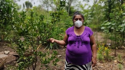 Ana Julia Ramírez, residente en Santa Ana (Petén) ha recibido diez árboles frutales, lo que supondrá un “gran beneficio” porque ya no tendrá que ir al mercado a por esos productos.