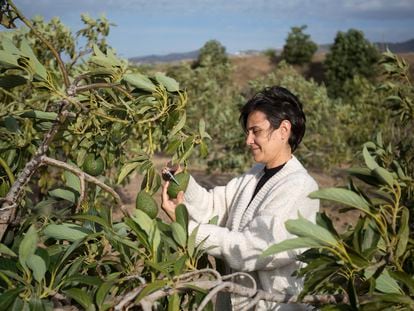 EE.UU. restringió la importación de aguacate de Michoacán, pero no es la  primera vez que ocurre con productos mexicanos - CNN Video