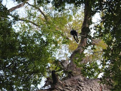 Un investigador, en la copa de los árboles más grandes de la Amazonia.