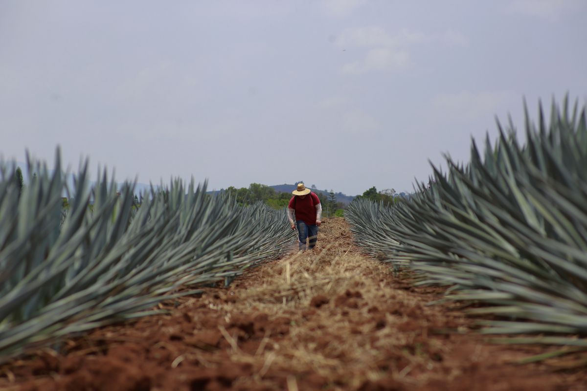 La sobreproducción de agave en México genera alerta climática