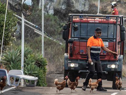 Voluntario dispersando gallinas ante el avance de la lava en Todoque, La Palma.