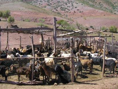 Al principio, la leche de animales como las cabras se consum&iacute;a convirti&eacute;ndola en productos como el queso