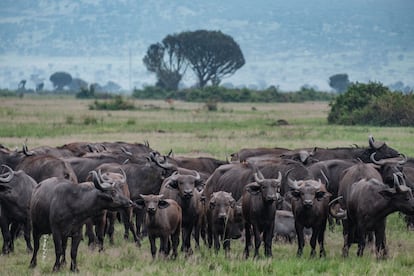 A herd of Kaffir buffalo watches the rangers.