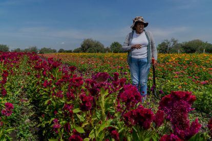 Genoveva entre filas de flores de cempasúchil y de "manita de león".