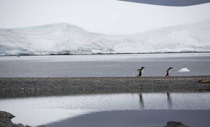 Pingüinos en la isla de Bombay, en Trinity Bay, en la Antártida.