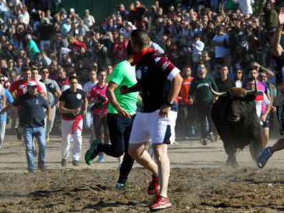 El tribunal no admite el recurso del Ayuntamiento de Tordesillas que quería que el torneo concluyera con el animal alanceado hasta morir