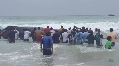 Decenas de personas ayudan a la ballena a volver al mar en Punta Carnero.