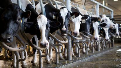 Una explotación de vacas para productos lácteos en Caledon (Canadá).