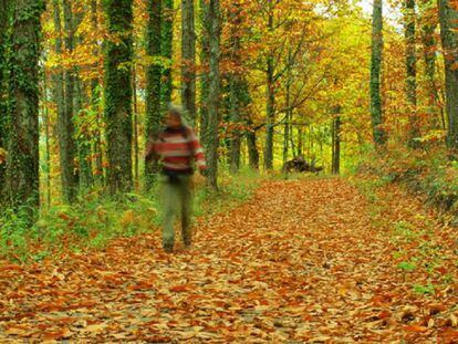 Senderista paseando en otoño por el valle del Ambroz, Extremadura