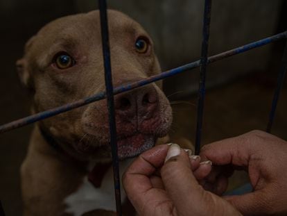 Uno de los perros maltratados que fueron rescatados por la Fundación Toby, en Ciudad de México.