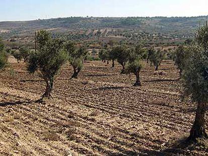 Paisaje de olivares en Campo Real.