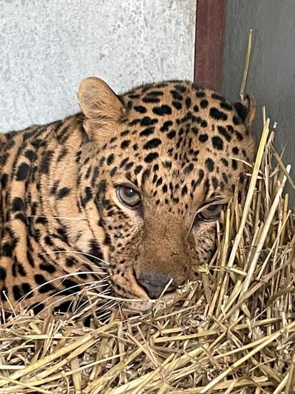 Brave, a malnourished leopard found in Ukraine