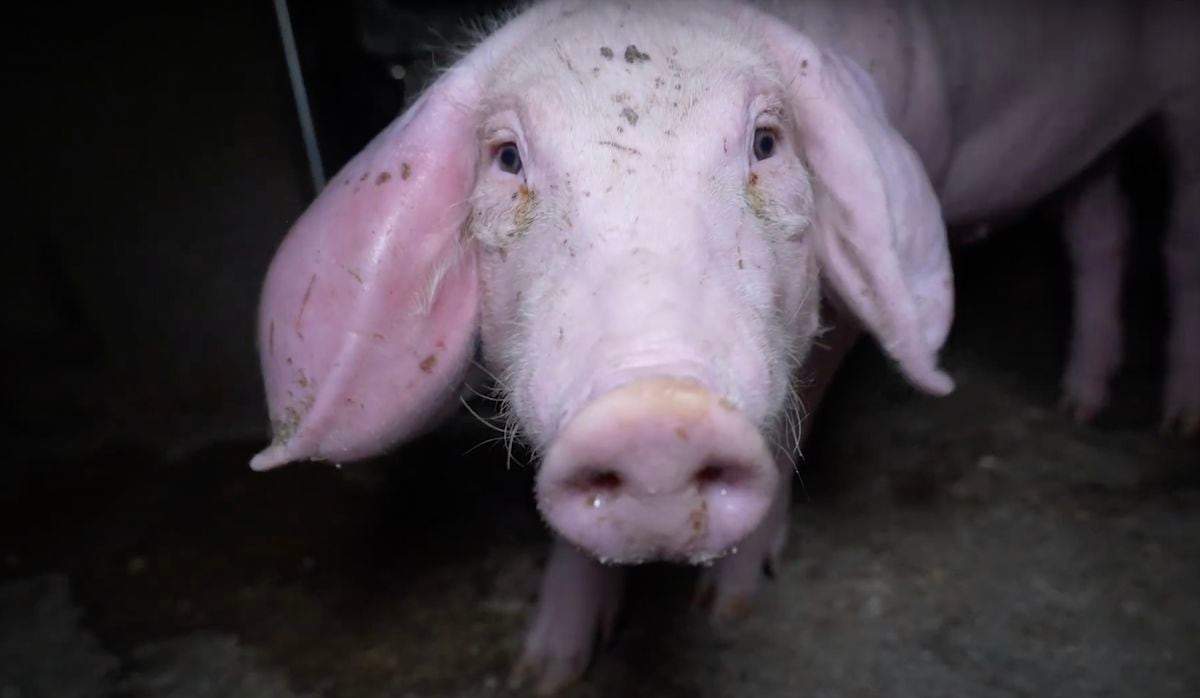 Rats, larvae and cannibalism among pigs on a farm with an animal welfare seal that sells to supermarkets