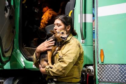 Una bombera abrazaba el sábado a un perro que encontró deambulando en la zona de evacuación del incendio, en el condado de Mariposa (California). 