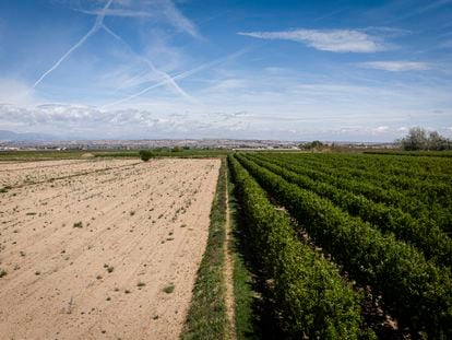 Cierra por la sequía el grifo del Canal d'Urgell, la gran obra hidraúlica de Cataluña imprescindible para el principal vivero de frutas y cereales de Cataluña, ya que baña a 76.000 hectáreas de cinco comarcas.