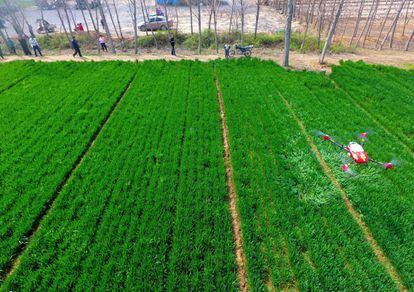 Un dron agrícola es utilizado para rociar con pesticida las cosechas de una aldea en el condado de Chiping, en la provincia de Shandong, al este de China.