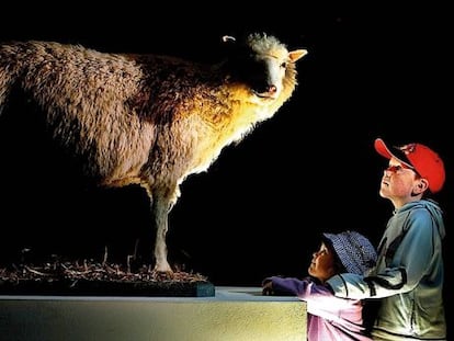 Dos ni&ntilde;os observan a Dolly, la oveja clonada.