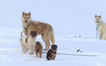 Perros de trineo de Groenlandia, la raza actual más parecida a la que usaron los esquimales para conquistar el Ártico hace 1.000 años.