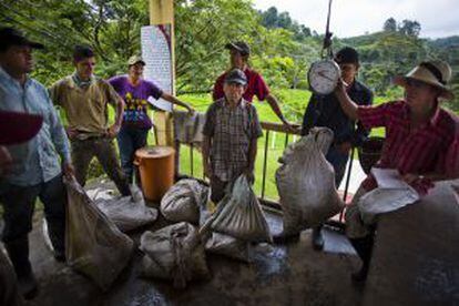 Trabajadores pesan el café en la finca El Ocaso.