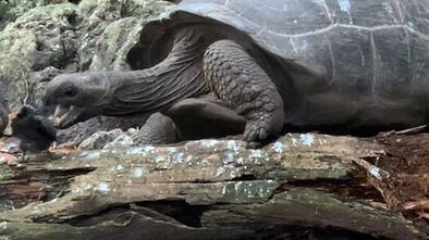 Giant tortoise eating tern chick. Credit