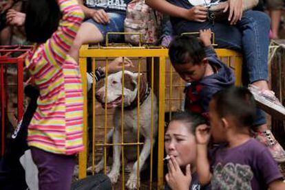 Un perro enjaulado espera para luchar contra un jabalí en Indondesia.