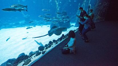 Visitantes en el Gran Acuario Poema del Mar el día de su inauguración, el pasado 8 de enero.