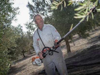 El agricultor José Sánchez varea los olivos de su finca en Caniles (Granada), que serán arrancados para instalar un megaparque solar tras la expropiación prevista.