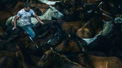 Primer curro (sábado 8) de la Rapa das bestas en Sabucedo, la tradición que anualmente acoge a cientos de caballos y miles de curiosos en el municipio pontevedrés de A Estrada.