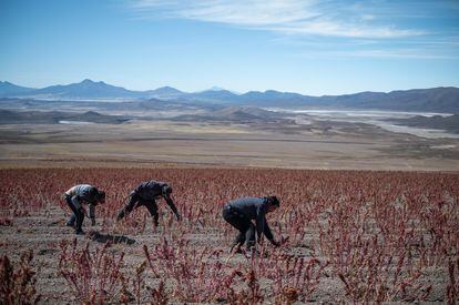 En Bella Vista, en la región boliviana de Uyuni, campesinos cosechan quinoa, el 28 de abril de 2022.