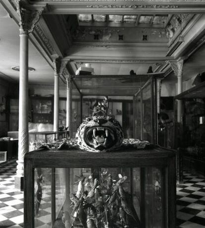 Vitrina de 'El taxidermista', de Toni Catany.