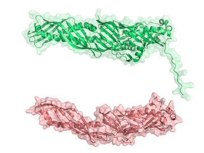 La proteína humana BPI (abajo), relacionada con la inmunidad innata, y otra proteína similar observada en bacterias.