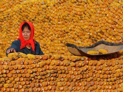 Una granjera apila mazorcas de maíz a las puertas de su casa en Changzhi, en la provincia china de Ghangzhi, en una imagen tomada en octubre de 2009.